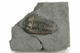 Prone Flexicalymene Trilobite - Mt Orab, Ohio #347306-1